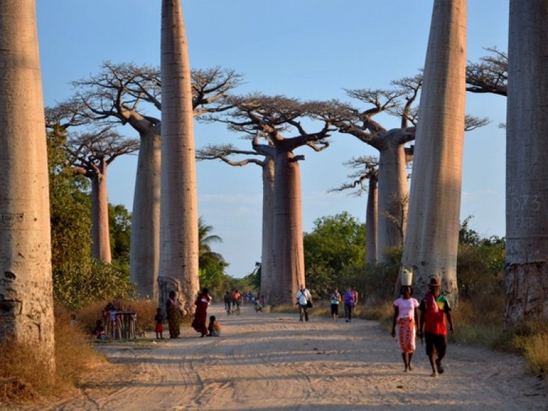 MADAGASCAR_MORONDAVA_baobab1