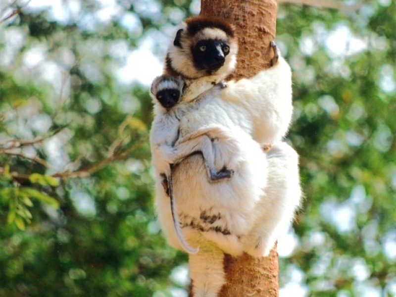 Madagascar_Ranomafana