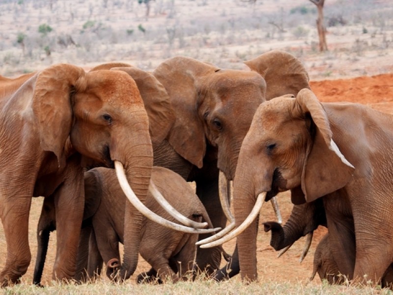 kenya_elefanti6
